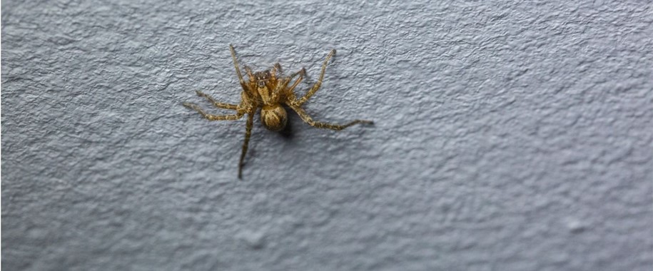 How to Keep Spiders Away While Sleeping: Tips & Tricks