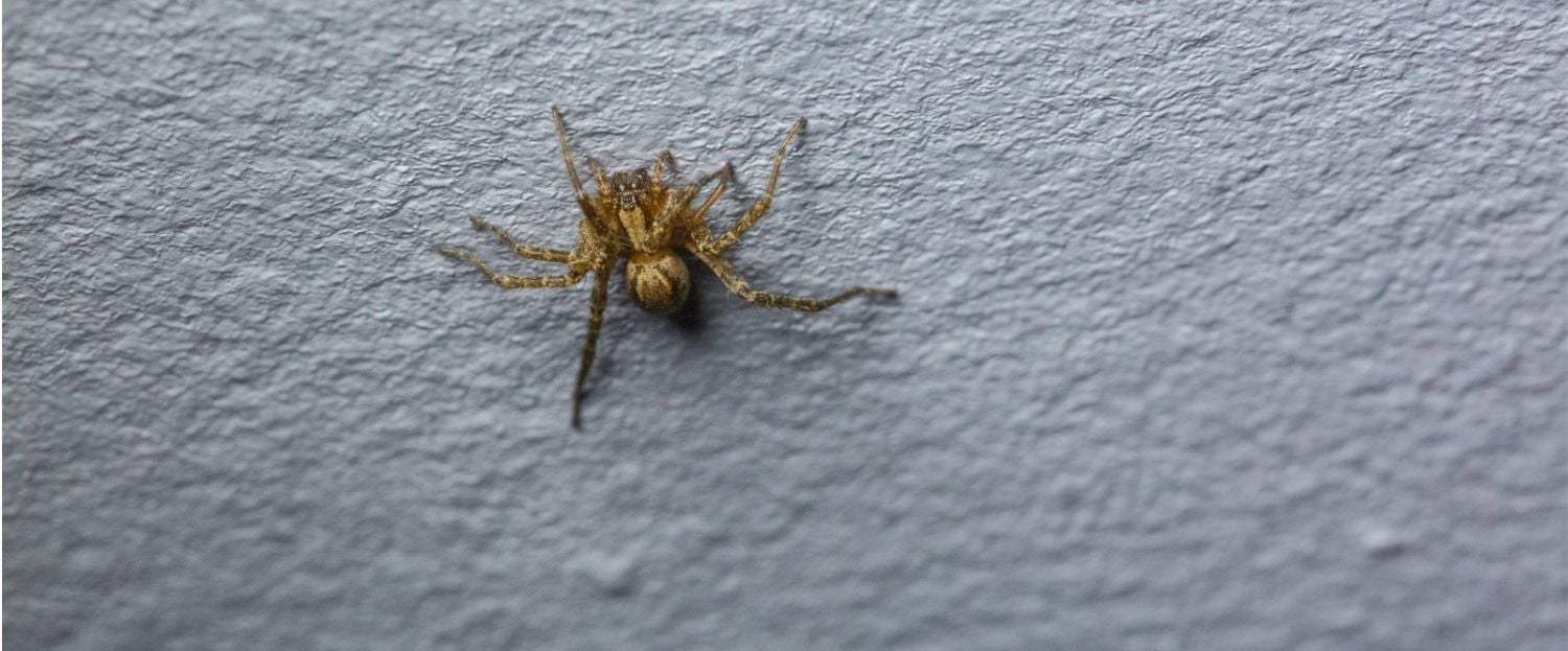 spider inside a home