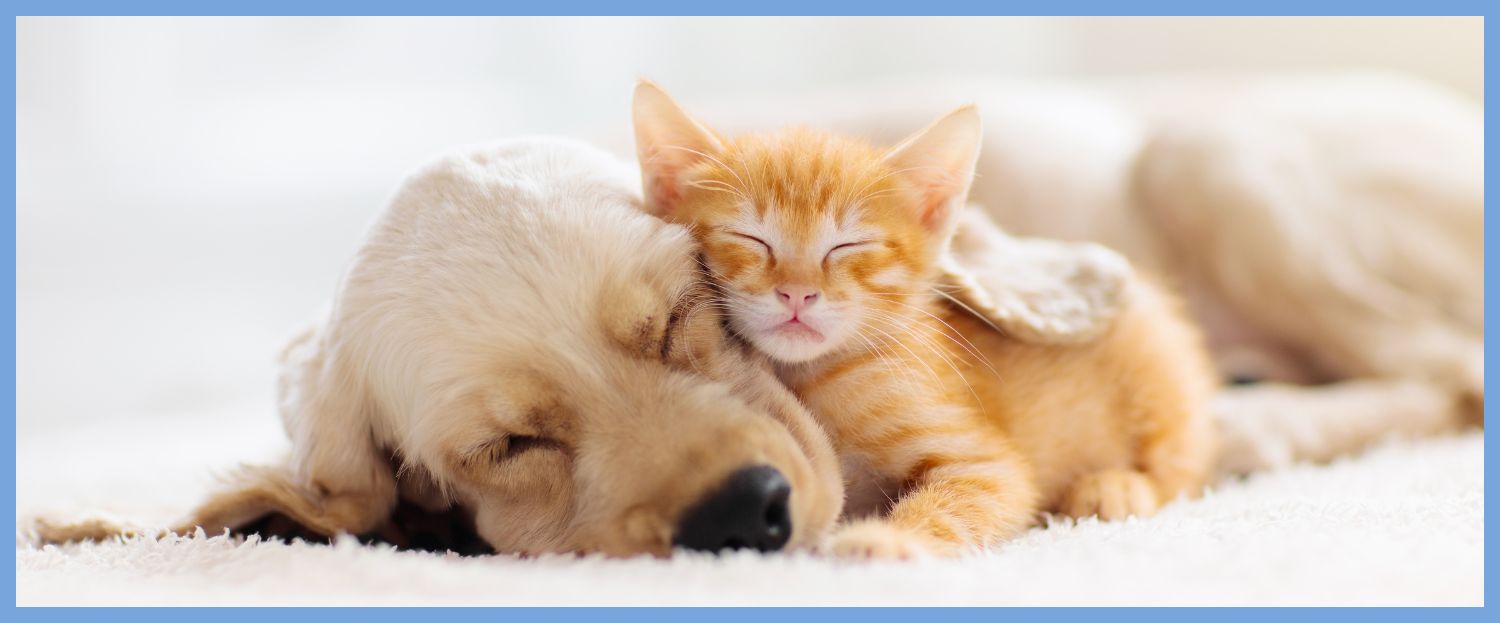 cat and dog sleeping together