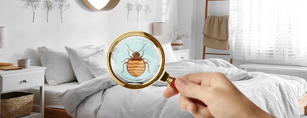 Where Do Bed Bugs Come From & How to Get Rid?