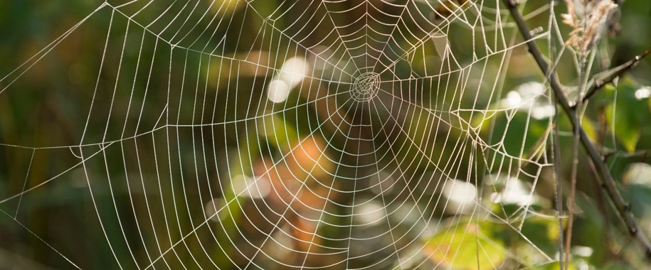 What Do Dreams of Spiders Mean? Unpacking Their Mysteries