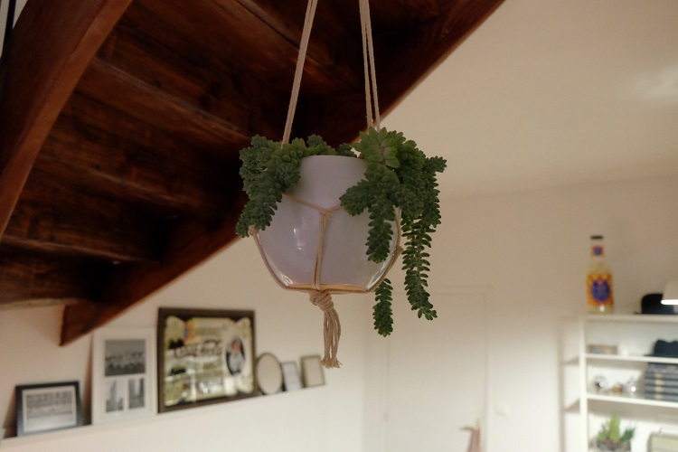 hanging indoor plant