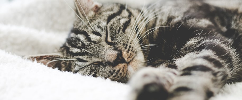 Surprising Facts About How Animals Sleep (Infographic)