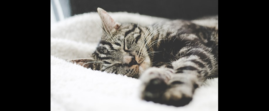 Surprising Facts About How Animals Sleep (Infographic)