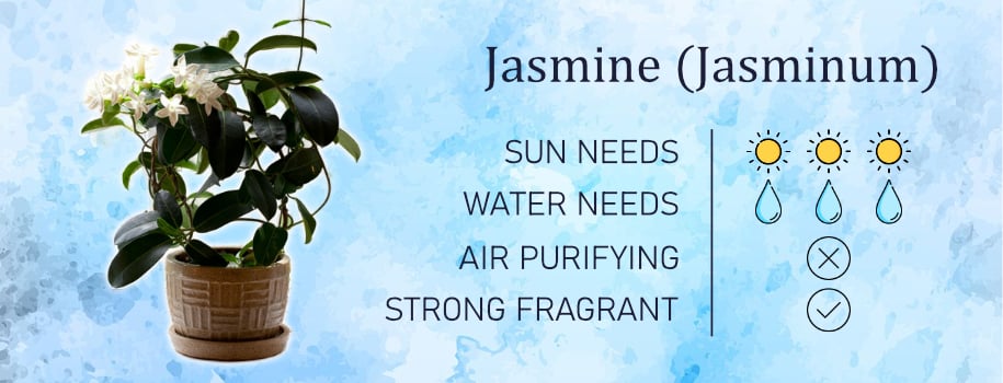 jasmine bedroom plant