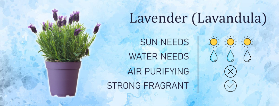 lavender bedroom plant information card