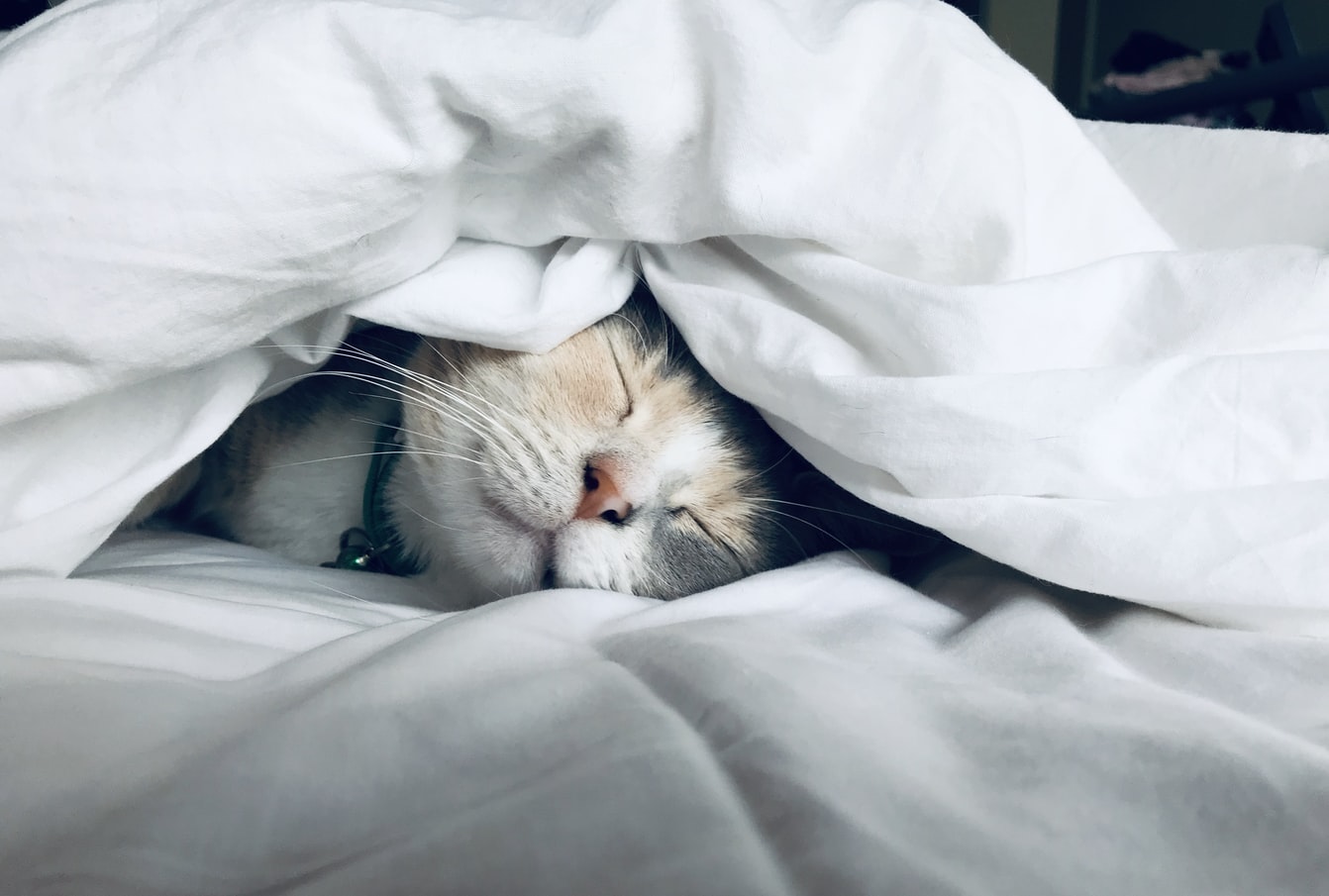 Cat sleeping under a duvet