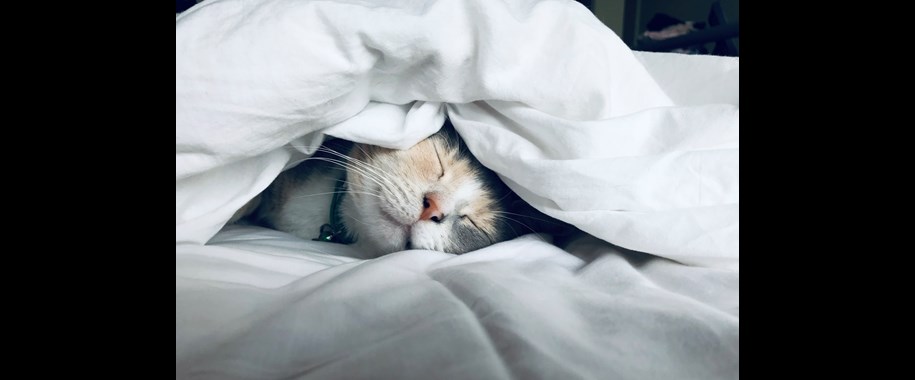 Fascinating Sleep Facts You Never Knew About